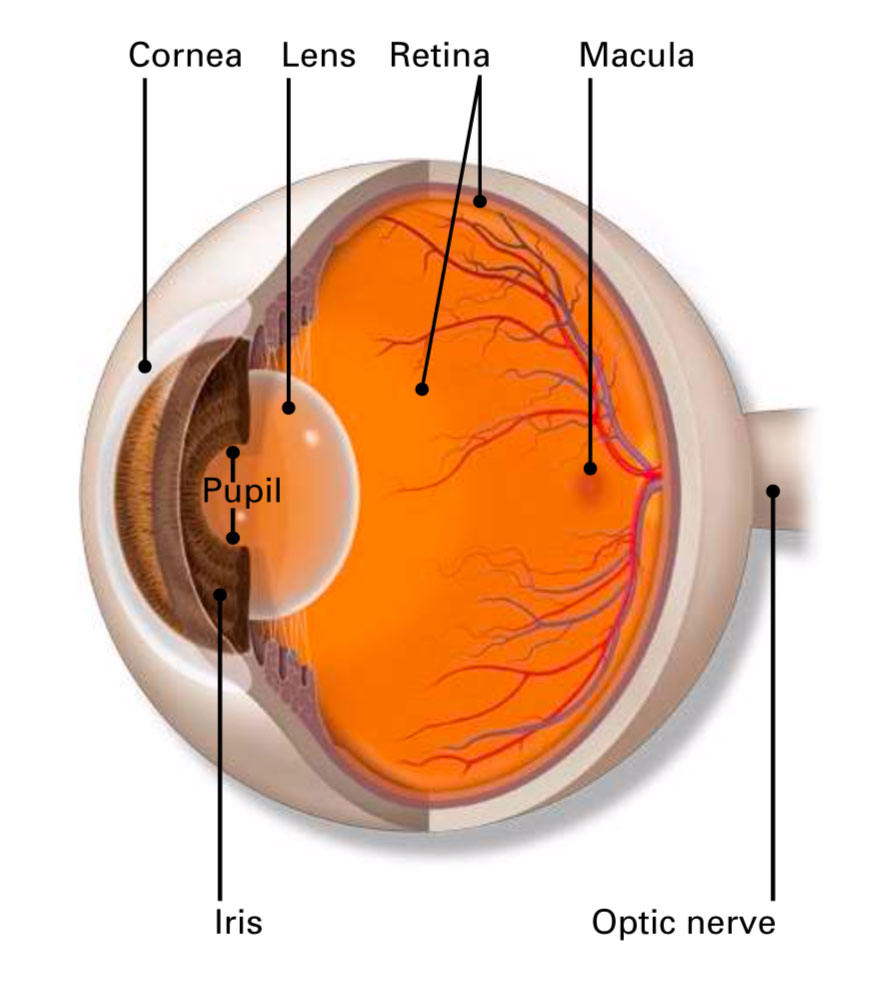 Anatomy of the Eye