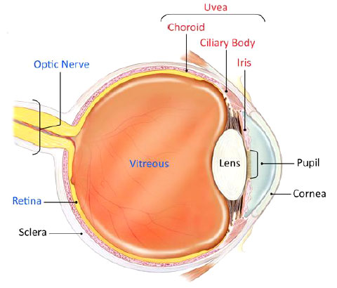 Anatomy of the Eye